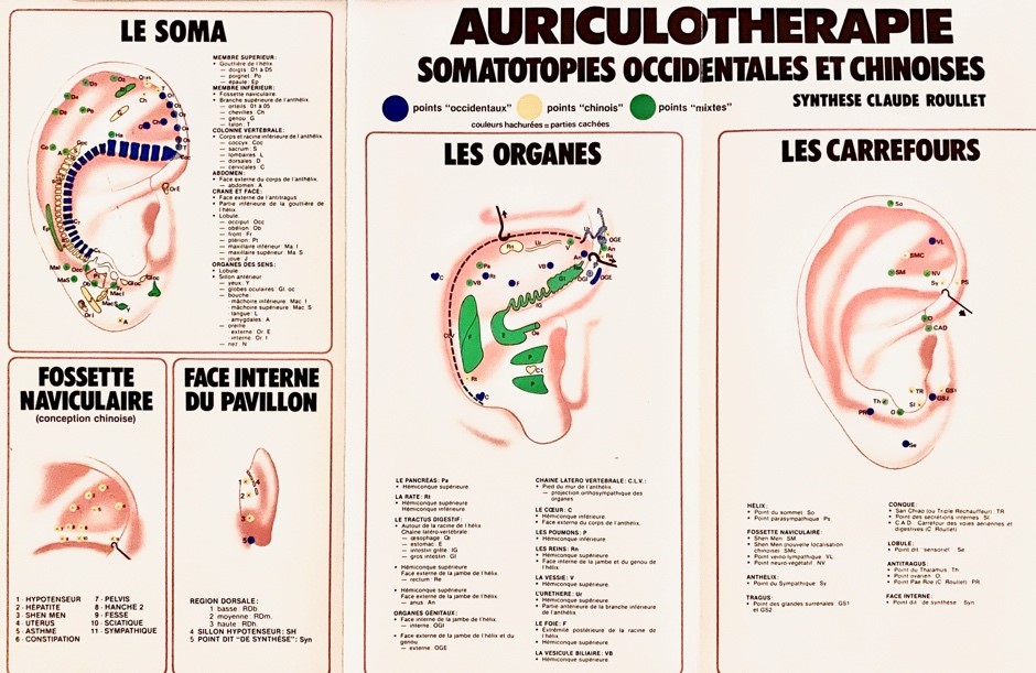 auriculothérapie - schéma de l'oreille